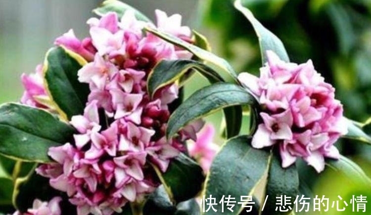 家里阳台养此款花,新手也能养爆盆,比香水都好闻,满屋子都是香