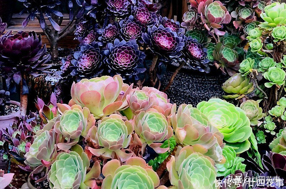 叶片|2种多肉“睡美人”，“梦中”度夏，休眠更美，值得拥有