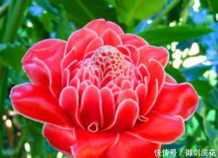 越来越多人喜欢养这“4种花”,好养又漂亮,一开就是300多天!