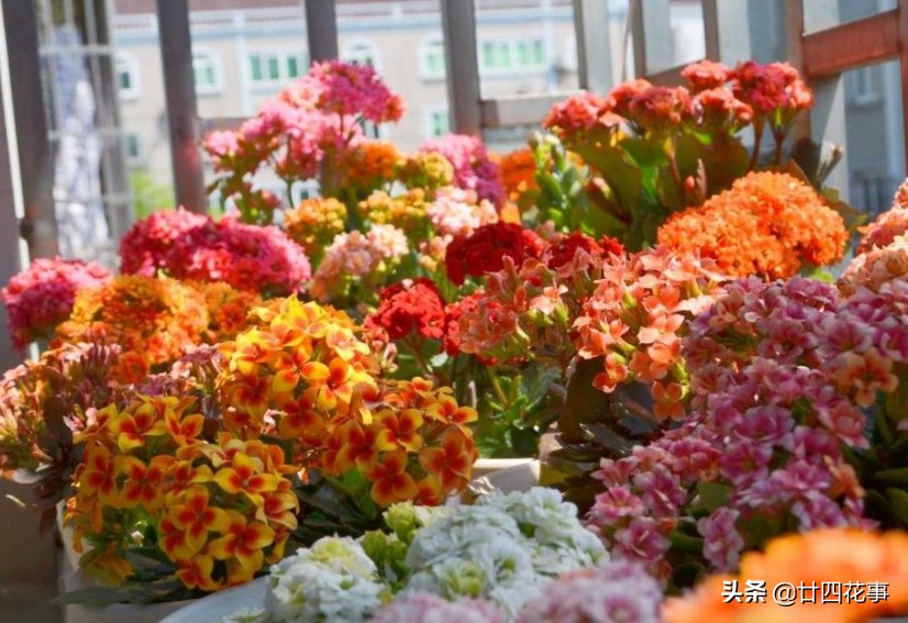 自养|花市长寿花满头花苞，自养却只有几朵？原来有“猫腻”，咱也学学