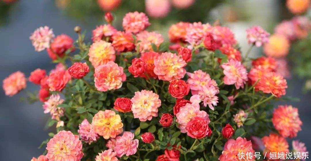 微型|这9种微型的月季花各有各的特点,你喜欢哪一种