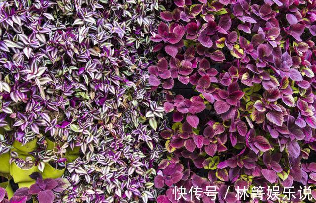 紫竹梅|3种吊兰别这么养，不然疯长爆芽，控制不住！