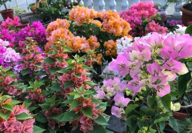 适合家里养护的花卉，便宜又好养，花开香飘溢满屋