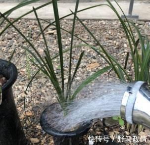兰花|家中养兰花，几天浇一次水最合适？一根手指就知道