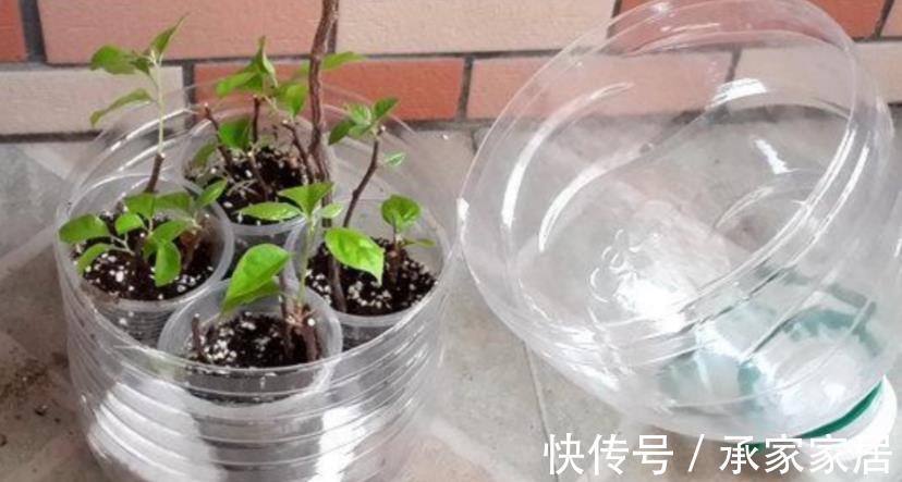 泥炭土|扦插三角梅,该怎么获取成功?抓住3点,枝条轻松变成小花苗