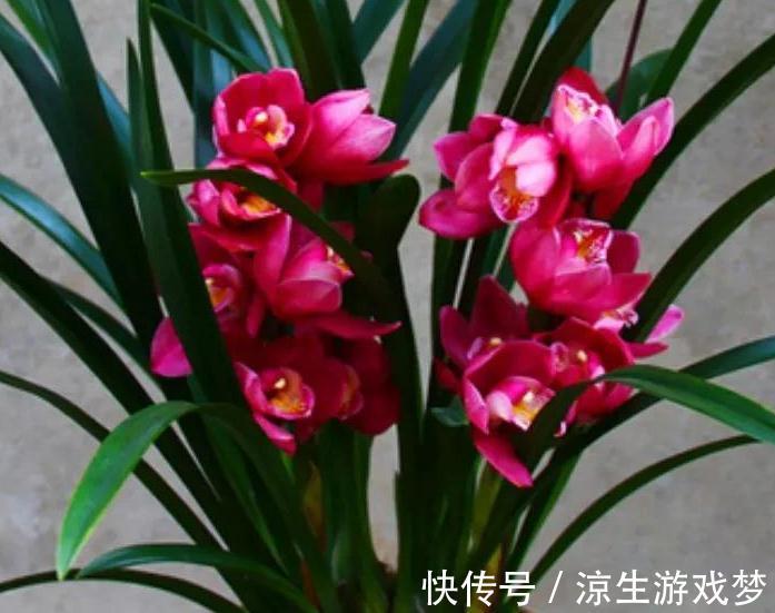 6种花不好养，太难伺候了，不适合新手花友