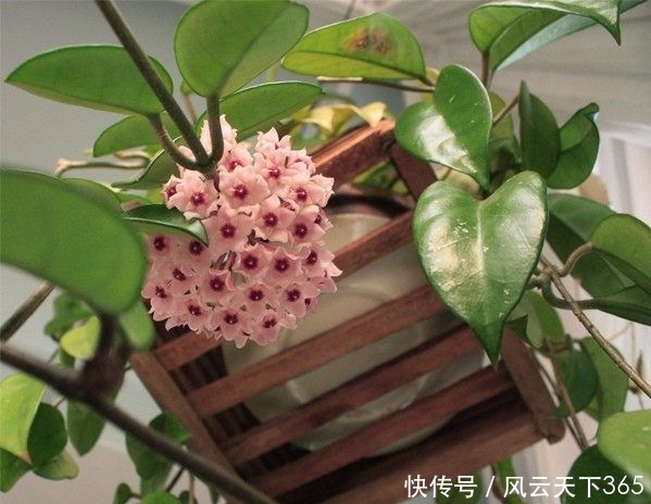 喜欢菊花,不如养“高端玫瑰”永远的莫斯科,色泽鲜艳,满园飘香