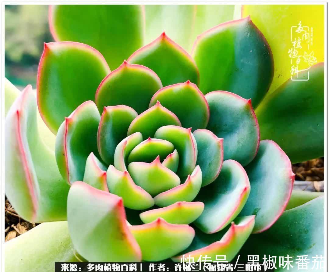 尖尖|养多肉两年，美丽与赏心悦目并存！