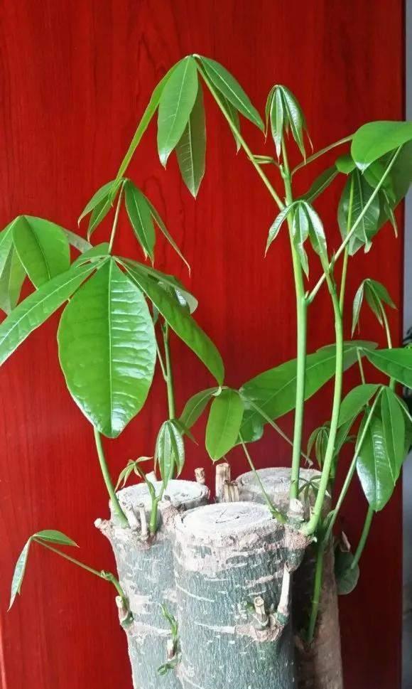 花草冻伤了及时修剪,别舍不得,越早越好