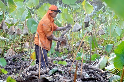 韭黄|肠胃不好,多吃此菜,养胃护胃,增强身体抵抗力,吃嘛嘛香