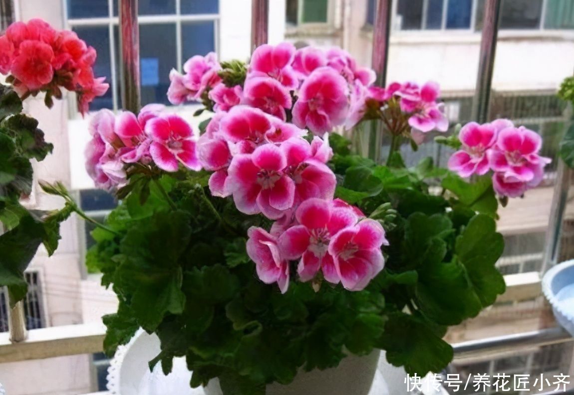 养花总是烂根？不仅要少浇水，还要做好这4点