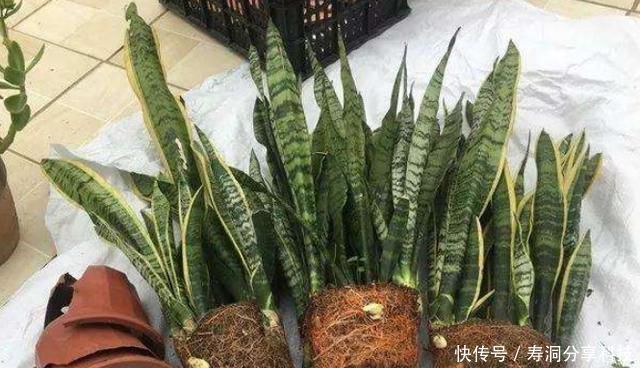 芽子|养了一年的虎皮兰,盆都挤爆了,这么分株换个盆,一盆轻松变多盆