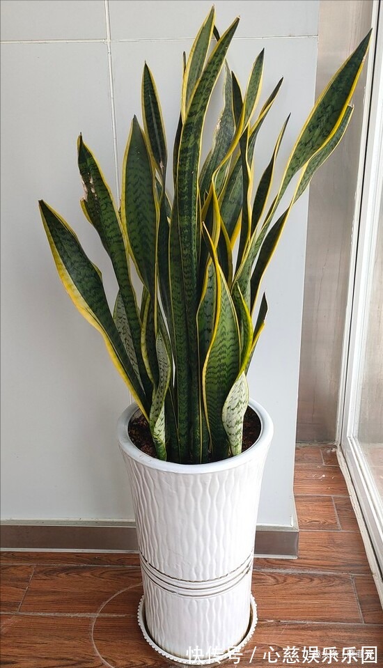 客厅养花不宜多！12种“吉祥花”任选一种，寓意好“养人”还旺家