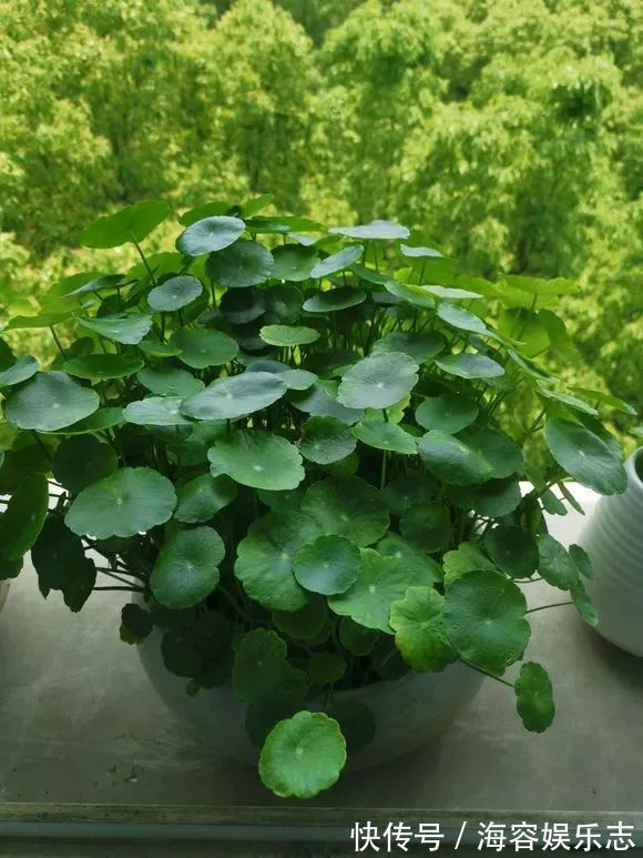 铜钱草|4种名字“有钱”的花，越养越有钱，家家必备！