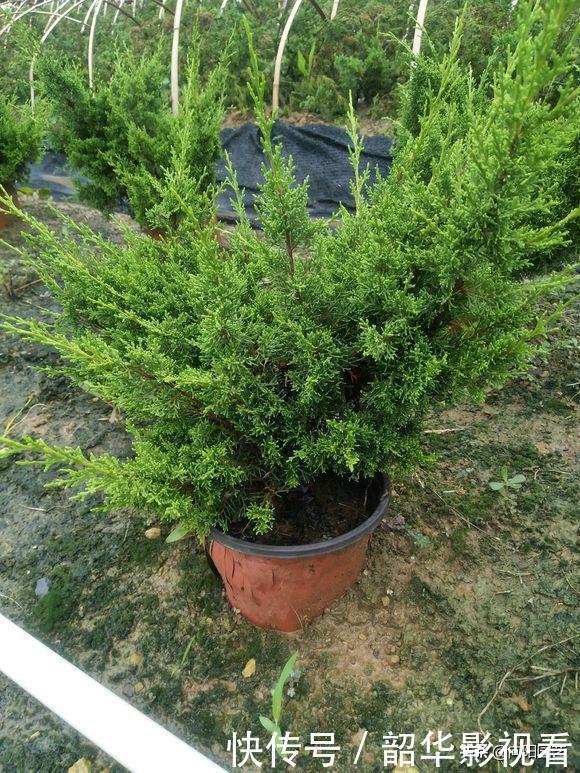 家里不能养的花，这3类绿植，白送都不要，危害巨大不建议养