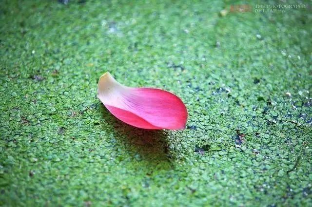 杨慎$千古奇文《韬晦术》,为人、经商、从政必读的枕边书