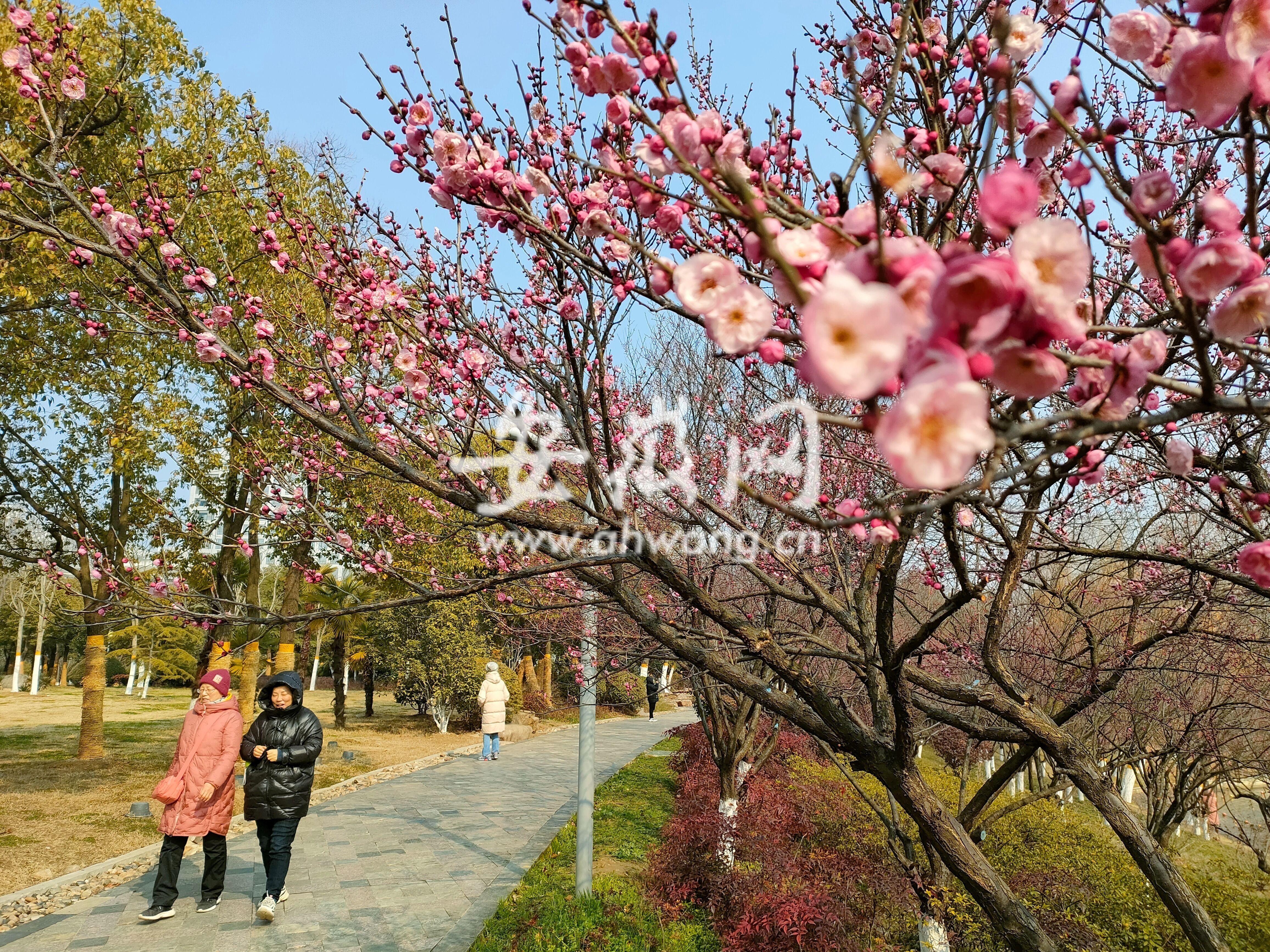 安徽网|合肥天鹅湖边梅花开了 让人们感受到了春的气息