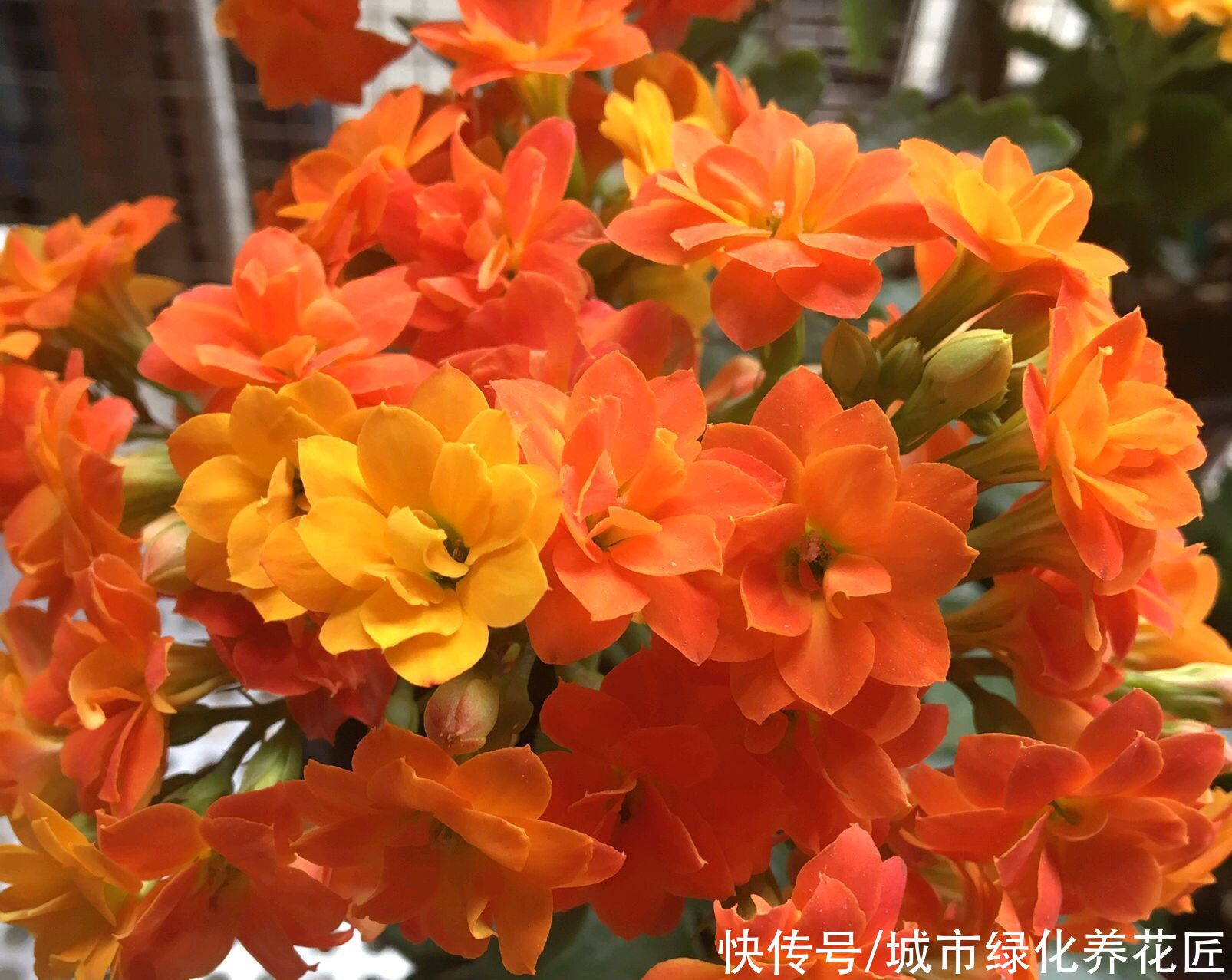  伺候|长寿花一直长气生根，就是不长花苞怎么办？剪个光头来伺候