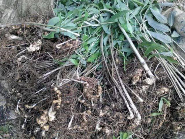 山上的1种“老虎姜”,下次看到别乱挖,如今珍贵,比生姜还值钱