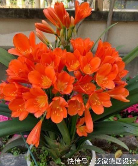 花匠|老花匠养君子兰有窍门，学会了油绿发亮开花美，简单实用