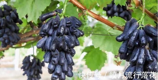 好吃|家里有阳台院子,这种果实别嫌弃,又好看又好吃,你见过吗!