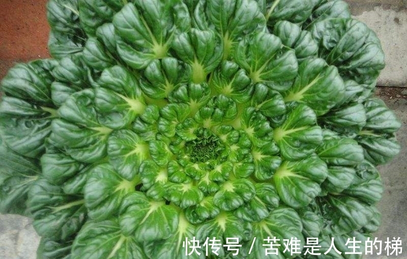 女人|女人常吃此物,延缓衰老,子宫越来越干净,远离妇科炎症