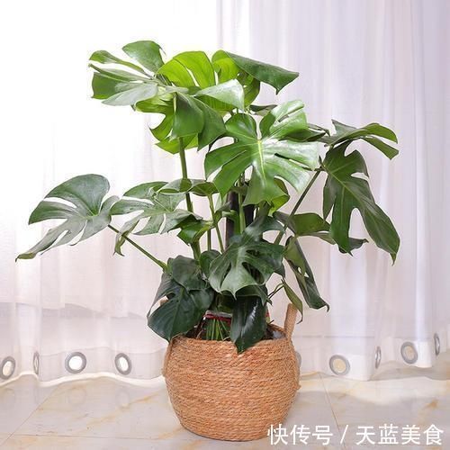 龟背竹|人养花,花也养人,这5种花,越养家里越干净,聪明人都喜欢