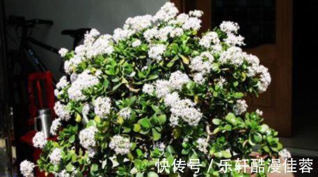 沙包|沙包一样大的拳头没见过，小腿一样粗的玉树也不多见