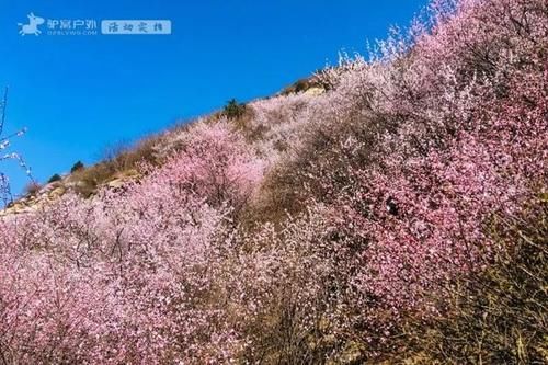 爱卡|花的海洋！西安周边这些赏花最佳地怎么能错过！最近1.5h就到