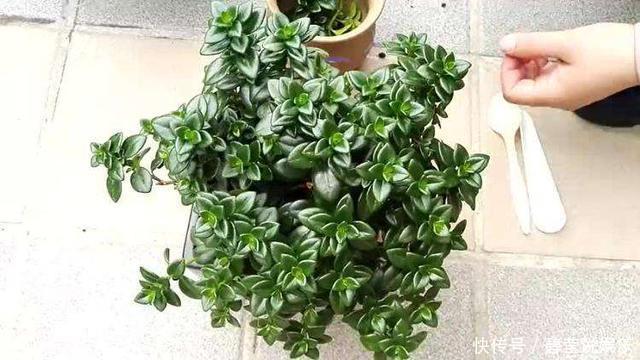 花繁叶茂|它比金边吊兰漂亮,1个修剪小技巧,长势快,开花不断,花繁叶茂