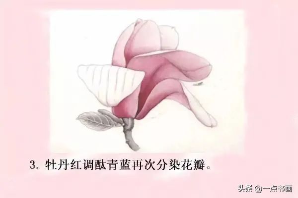 鸳鸯#图文教程——工笔玉兰画法