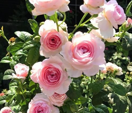 3种花不怕冷,遇水就疯长,寓意美好,花期超长!