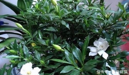 大爷|大爷种栀子花,从不施肥,一些“垃圾”全扔盆里,最后花开十几朵