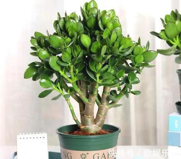 君子兰|容易被水浇死的“14种花”,手太勤反而养不活