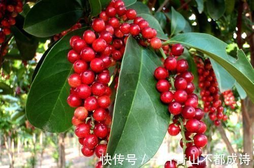 张仲景|医圣张仲景：治咳喘特效方！传承1800多年，仅8味药，疗效神奇！