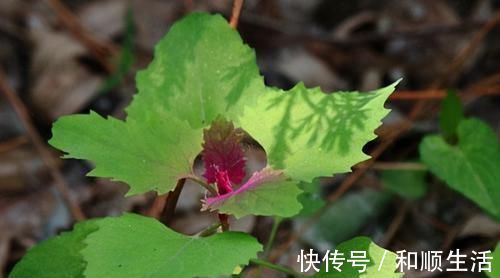 失眠|女性怕老太快,多吃的食物,改善失眠,振奋精神,吃了气色更好