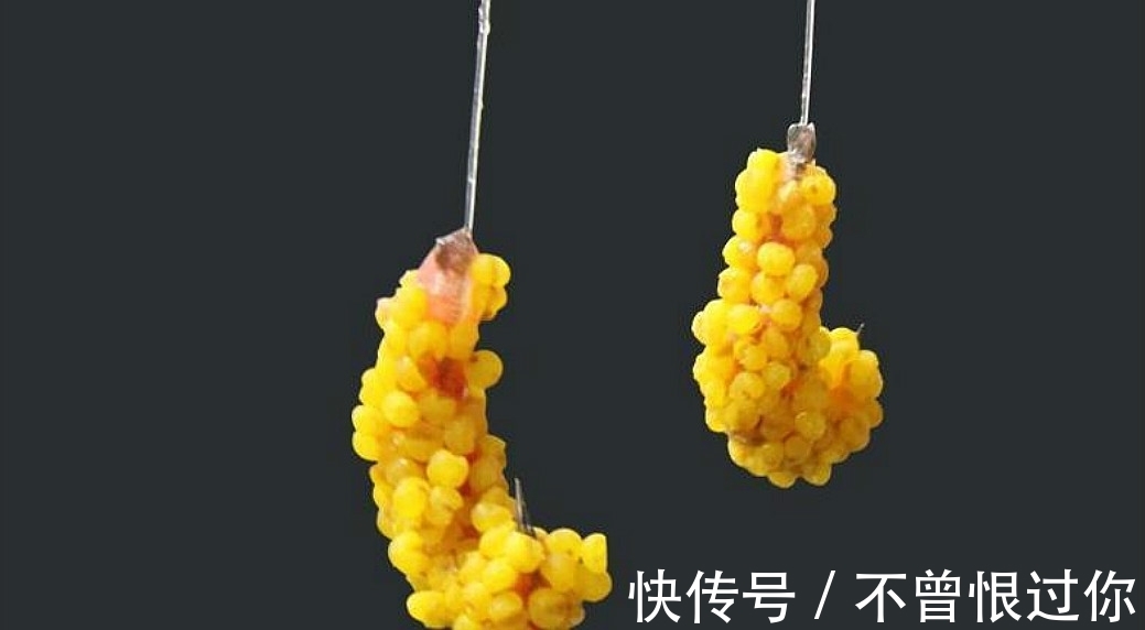 草丛|草窝钓鱼不方便打窝,蚯蚓蜂蜜加酒米,不用打窝也能钓上大板鲫