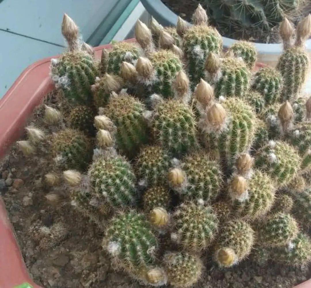 10种“养不死”的花,绿萝只能排最后一名,养死3种以上的举手