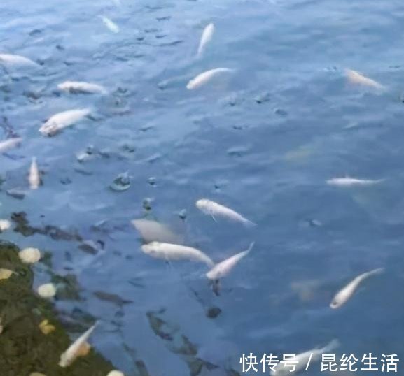 窝点|钓大鱼,如何避免小鱼闹窝?五招解决,所有水域通用