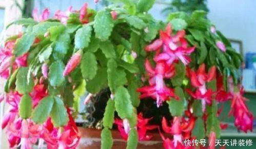 几种花好养又漂亮,谁见了都喜欢,养护起来很简单