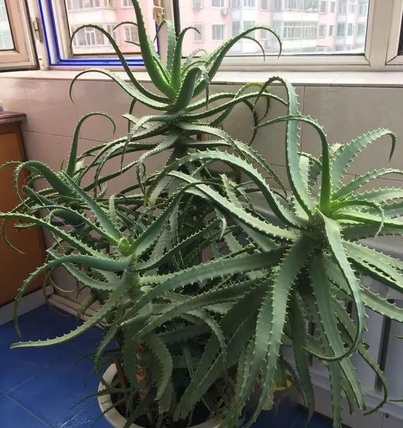 10年芦荟老桩，做成盆景超级好看，观赏价值特别高