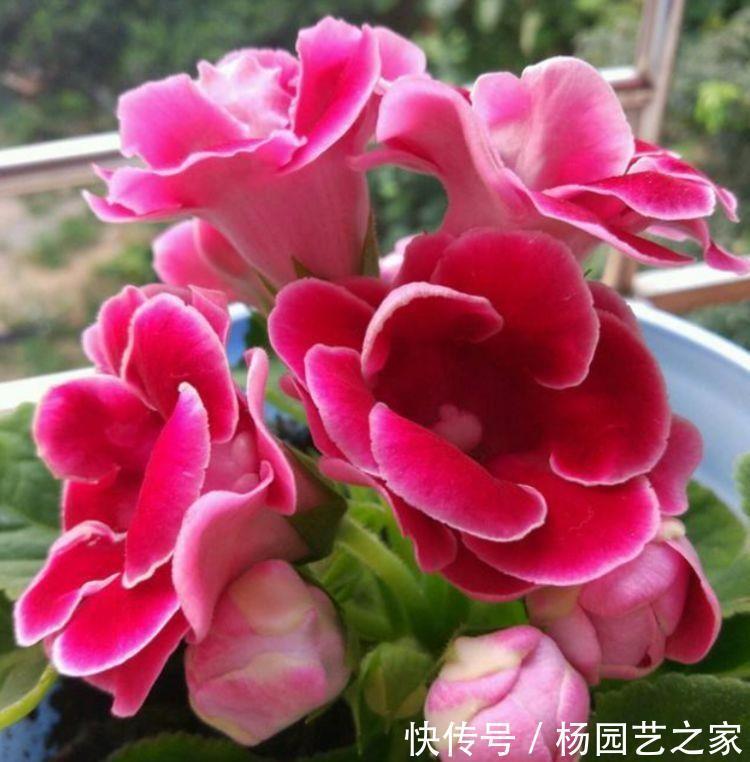 家里养此几款香香花，健康好看又好养，芳香扑鼻惹人爱