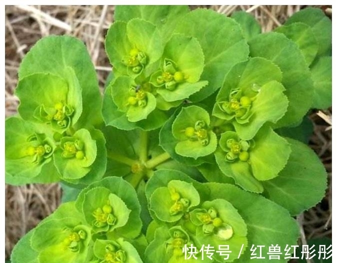 腻得慌|农村一种植物,人称“猫耳朵”,若您见到,别急着铲除