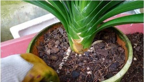  花苞|家里的花卉翻下盆，半年就能花苞满枝头，这些小技巧很实用