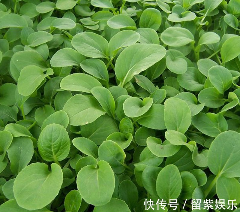 野菜|农村常见的3种野菜,营养丰富,常吃增强体质,养生保健很不错!