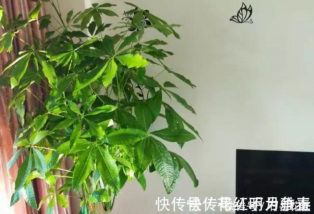 进入深秋,4种花要“旱着养”,水浇多了就烂根,真是帮倒忙