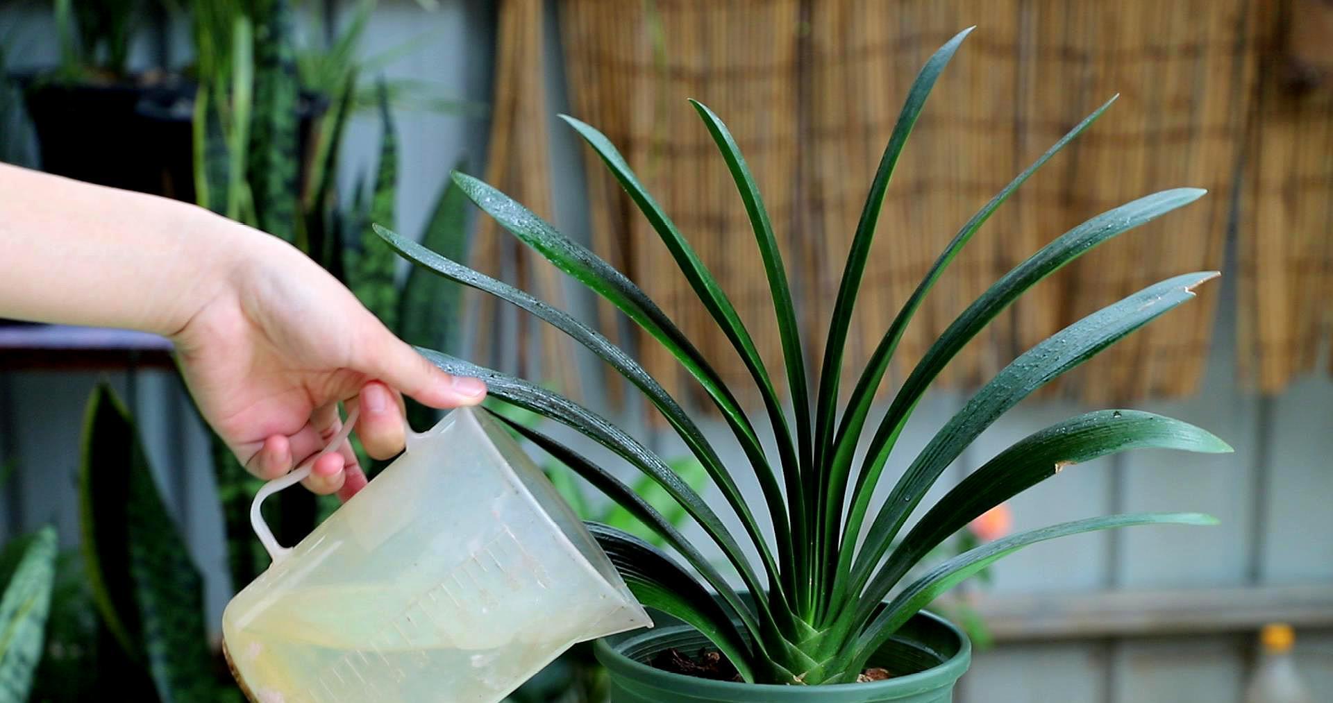 养好君子兰，根本不花钱，找点“废物”浇一浇，长成“极品兰”