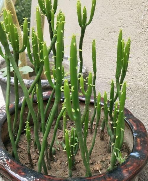 盆景|家中无法养这三类绿植,白送都不要,危害很大不建议养