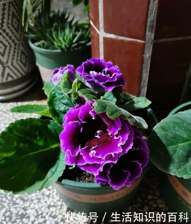 想省心就养这些花,没有病虫害,就爱开花!想省心就养这些花,没有病虫害,就爱开花!