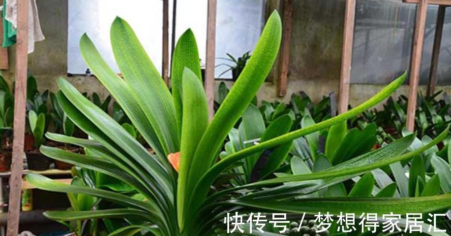新手养君子兰，3种补肥轮流用，一年长出6片叶子，绽放层叠群花